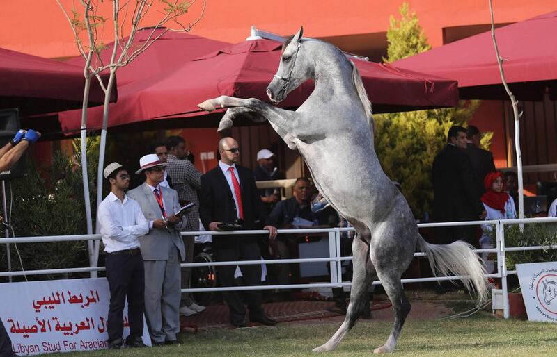 Arabian horse entry Hemlaje is seen during the 5th Benghazi Arabian Horse Show. Esam Omran Al-Fetori / Reuters
