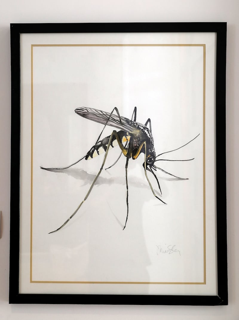 A watercolour of a mosquito that was used as a template for street art from New Orleans, Louisiana, where Davis is originally from.
