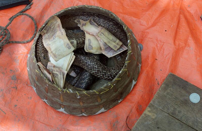 An Indian snake charmer displays a 'gokhra' - cobra - in a basket for passers by at a snake fair at Purba Bishnupur village, around 85 kms north of Kolkata on August 17, 2013. Hundreds of people queued in a remote village in eastern India over the weekend to receive blessings from metres-long and potentially deadly snakes, thought to bring them good luck.  AFP PHOTO/Dibyangshu SARKAR
 *** Local Caption ***  761199-01-08.jpg