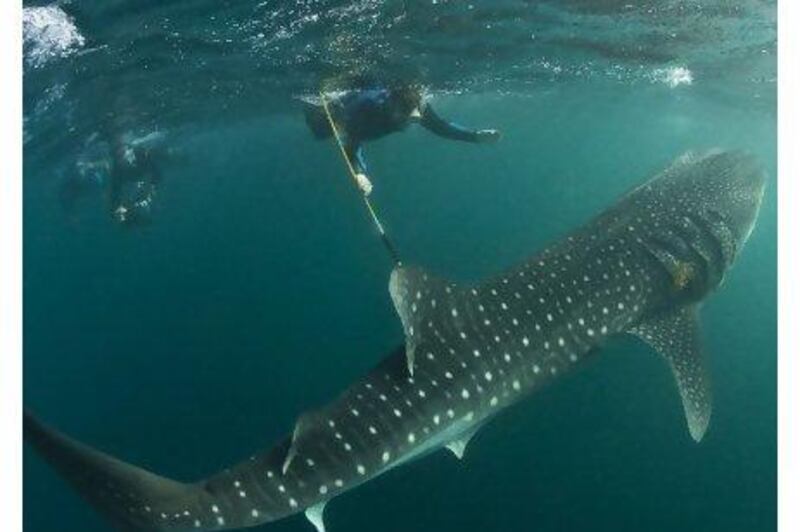 That's the way you do it: a marine biologist tags a whale shark in a separate research effort off Djibouti this year.