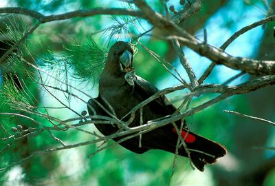 Glossy black-cockatoo (Calyptorhynchus lathami), male, nibbling seed cones from Stringybark she-oak (Casuarina inophloia) seed cones in inland woodland, Brigalow Belt, a habitat disappearing over large areas as tree-clearing continues, threatening this specialist bird species. Brigalow Belt, southern Queensland, Australia. (Photo by Auscape/Universal Images Group via Getty Images)