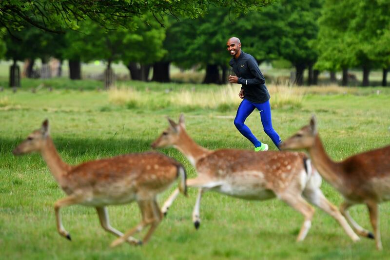 Olympic and World Champion long distance runner Mo Farah exercises near deer in Richmond Park, following the outbreak of the coronavirus disease (COVID-19), in London, Britain May 12, 2020. Picture taken May 12, 2020.  REUTERS/Dylan Martinez     TPX IMAGES OF THE DAY