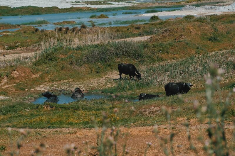 One of two projects funded by the the three-year Climavore x Jameel collaboration will study the water buffaloes in Turkish wetlands endangered by a major development project. Photo: Deniz Sabuncu