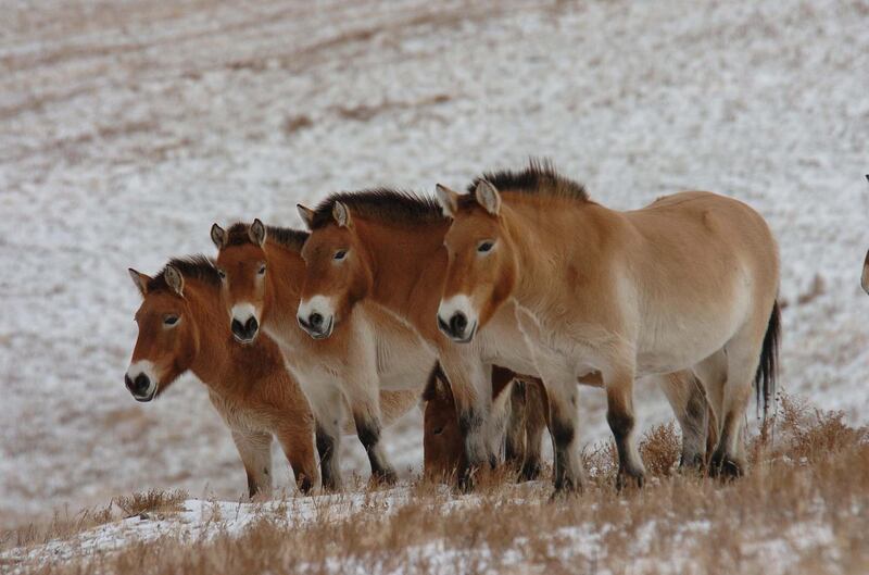 Przewalski's horses at the Hustai National Park. Courtesy Mohamed bin Zayed Species Conservation Fund