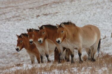 Przewalski's horses at the Hustai National Park in Mongolia. Mohamed bin Zayed Species Conservation Fund