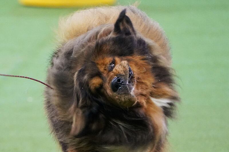 Funny face: A Tibetan mastiff named Clifford takes part in the Working group competition at the 2020 Westminster Kennel Club Dog Show at Madison Square Garden in New York on February 11, 2020. Reuters