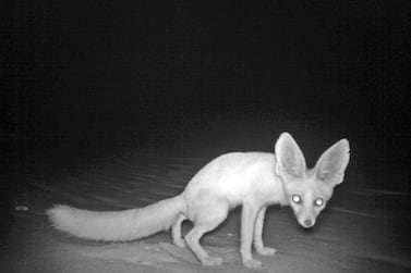 The rare Rüppell's fox (Vulpes rueppellii) is sighted for the first time in Abu Dhabi in 13 years. Courtesy Environment Agency - Abu Dhabi