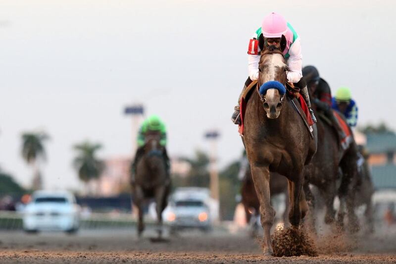 Arrogate is the pre-race favourite for the $10 million Dubai World Cup. Mike Ehrmann / Getty Image