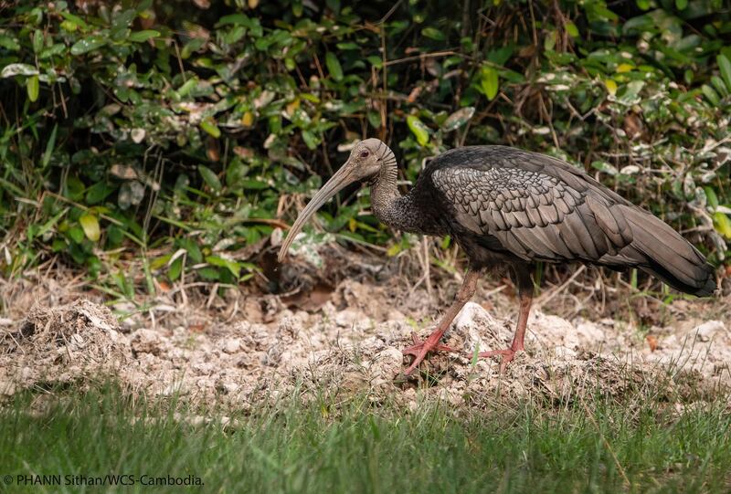 A giant ibis in Cambodia in in June 2020. “Suddenly rural people have little to turn to but natural resources and we’re already seeing a spike in poaching,” said Colin Poole, the group's regional director for the Greater Mekong. WCS via AP