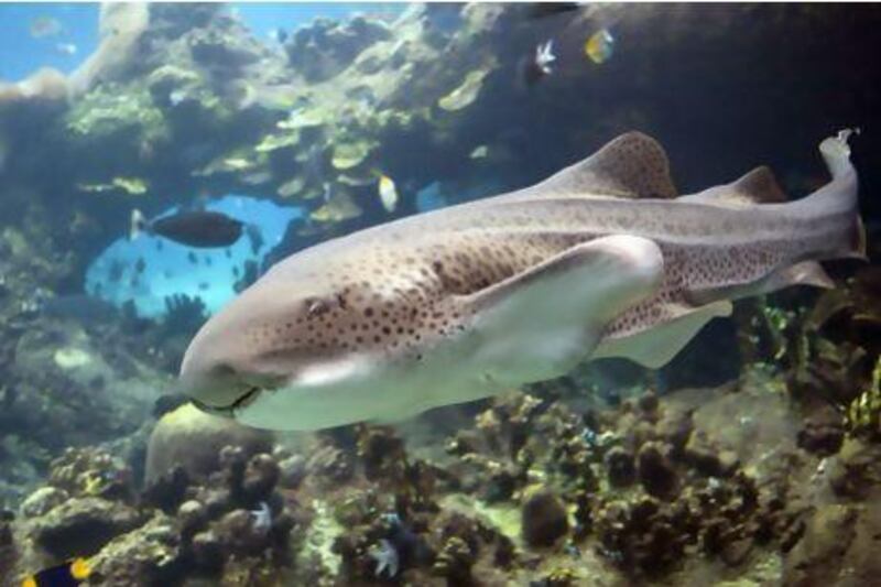 Dubai Aquarium & Underwater Zoo at The Dubai Mall is offering visitors a closer look at zebra sharks, as part of the 'Sharks Alive!' exhibit that will run until May 15, 2013. Courtesy Dubai Aquarium & Underwater Zoo