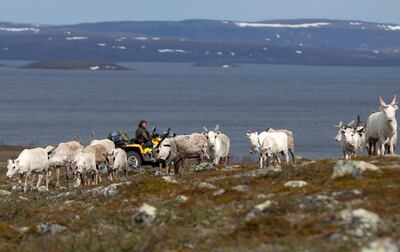 FILE PHOTO: Sami reindeer herder Nils Mathis Sara, 60, drives his ATV as he follows a herd of reindeer on the Finnmark Plateau, Norway, June 16, 2018. REUTERS/Stoyan Nenov/File Photo