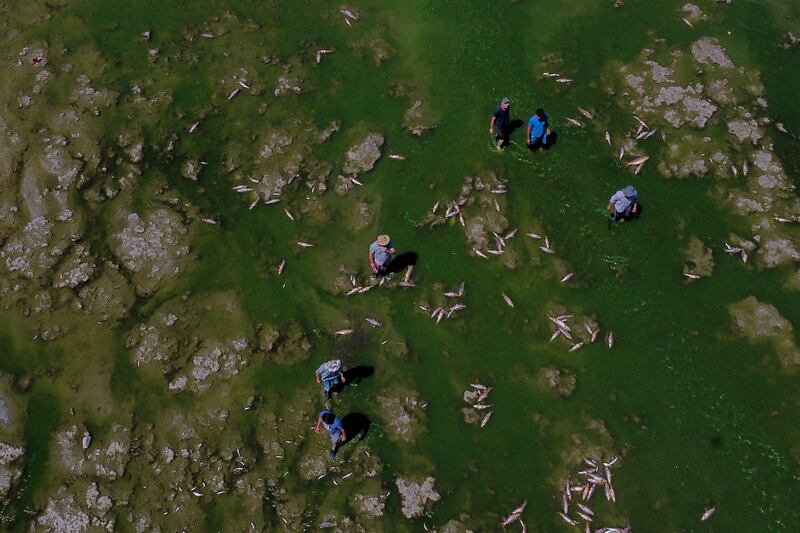 Men searches for fish that are still alive to eat, as dead dead fish agglomerate on the shore of the Salado river in Buenos Aires province. AP Photo