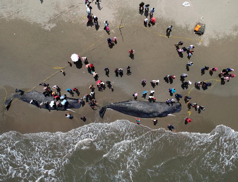 A photo taken with a drone shows locals gathering around two sperm whale carcasses at a beach in Banda Aceh, Indonesia.  Hotli Simajuntak / EPA