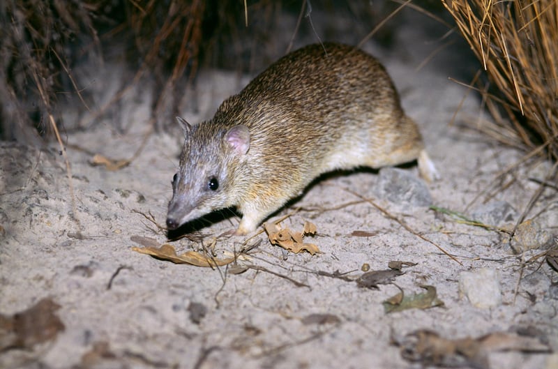 Golden bandicoot, Isoodon auratus, vulnerable species, Top End, Northern Territory, Australia. (Photo by: Auscape/UIG via Getty Images)