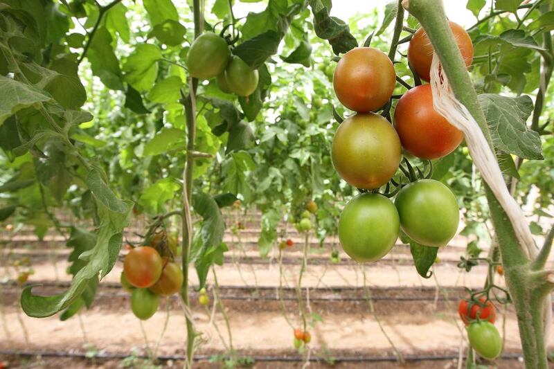 Tomatoes, along with leaves and peppers will continue cropping from the same plants. Pawan Singh / The National 