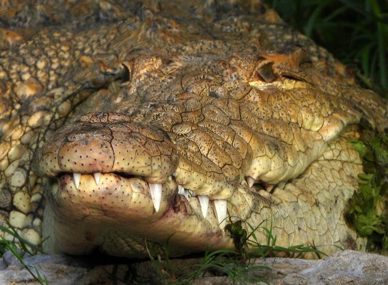 A crocodile in its pen.  Kuwait Zoo covers an area of about 1 80,000 square metres. AFP