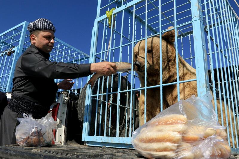 A Kurdish man feeds fish to a bear before Kurdish animal rights activists release it into the wild in Dohuk, Iraq. Reuters
