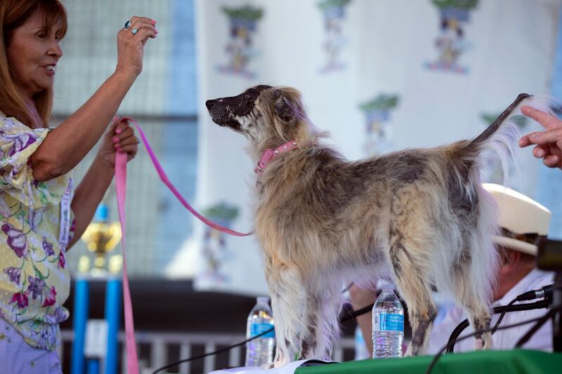 Morita, a Mexican hairless, appears to have plenty of hair. AP