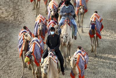 Dubai, United Arab Emirates - Reporter: Anna Zacharias. News. Handlers prepare the camels for racing at Al Marmoom camel race track. Tuesday, September 1st, 2020. Dubai. Chris Whiteoak / The National