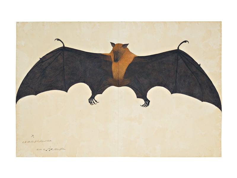 'A Great Indian Fruit Bat or Flying Fox', from the Impey album, signed by Bhawani Das, Company School, Calcutta, circa 1778-82 (est £300,000-£500,000). Photo: Sotheby's
