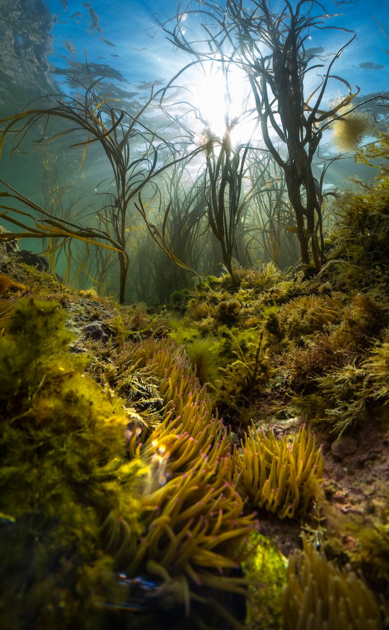 Theo Vickers was named the Most Promising British Underwater Photographer of the Year 2023 for this image titled An Island's Wild Seas. Photo: UPY2023 / Theo Vickers