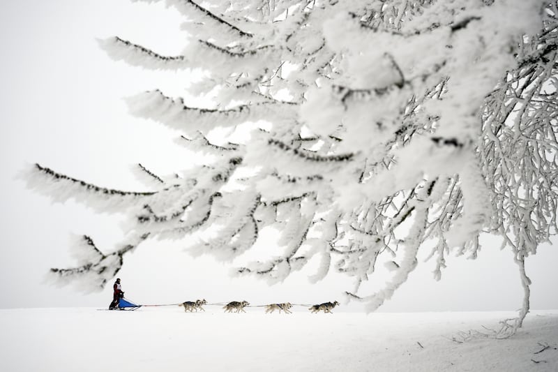 A musher and his dogs in action during the Dog Sled Race and Nordic Dog Festival in Saignelegier, Switzerland. EPA