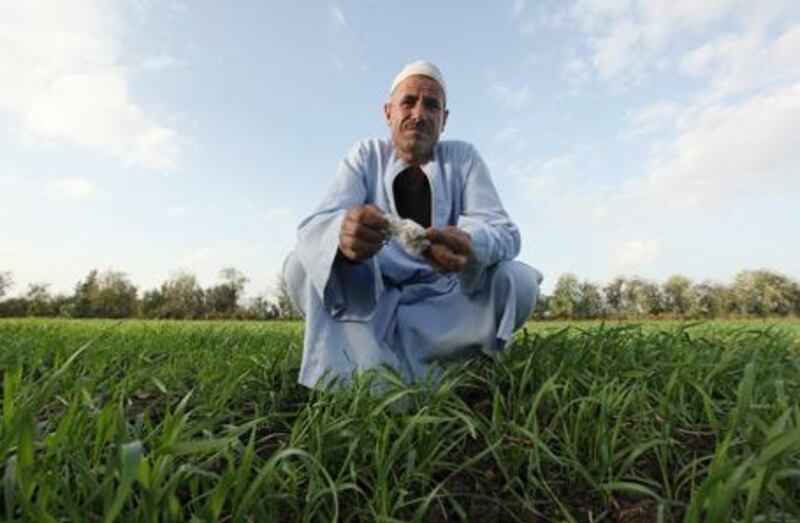 Mahmood Hassan Mekawy holds a piece of cotton, grown by a neighbour, as he squats over the crop of wheat he now grows on his land.