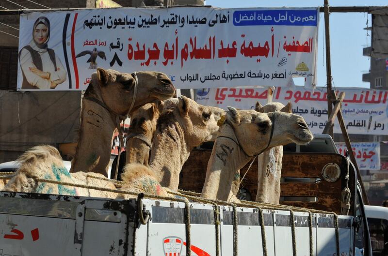 A truck carrying camels drives under campaign banners of candidates which are seen in a street, before the first round of the parliamentary election, in the Giza suburb of Awsim, Egypt October 18, 2020. Picture taken October 18, 2020. REUTERS / Shokry Hussien