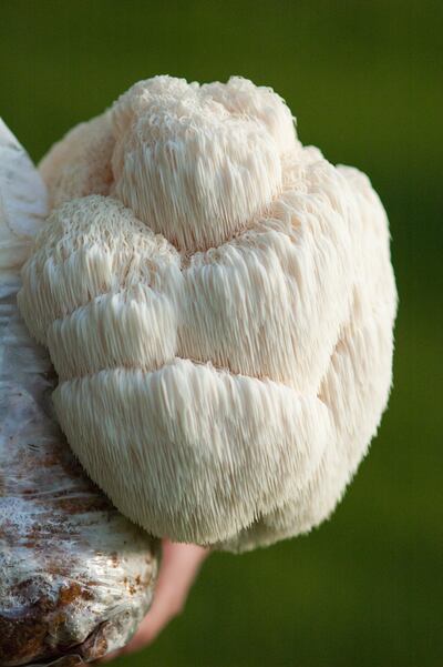 Lion's mane mushroom. Paul Stamets / Fungi Perfecti