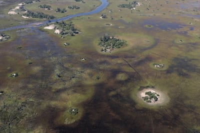 The Okavango Delta is known for its sprawling grassy plains and lush habitat. Reuters