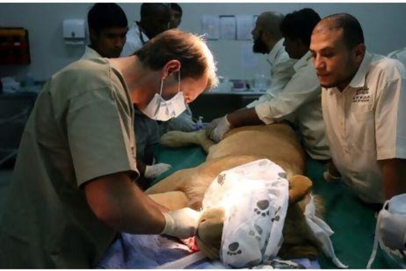 When two lion cubs were found with their teeth in a terrible state and their claws removed, Al Ain Zoo put out a distress call to South African lion dentist Gerhard Steenkamp. <b>Watch video</b>