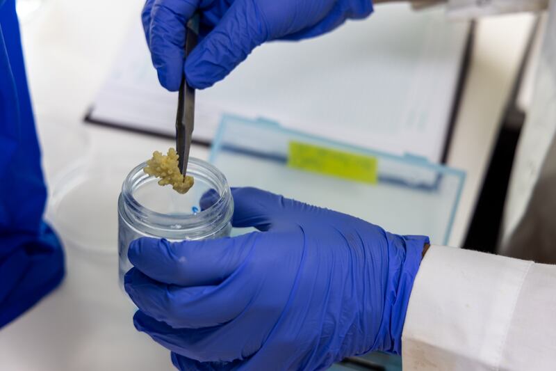 Samples collected from the coral nursery at a depth of six metres are prepared for processing. 