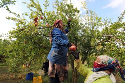 Tunisian women farmers harvest pomegranates at the village of Tastour in the North of Tunisia, October 28, 2021. The production of pomegranates in Tunisia dates back, at least, to the Phoenician era.  Today Tunisia is ranked among the top 10 producing countries and represents 3 per cent of world supply. National production is increasing rapidly with a growth of 30 per cent. EPA