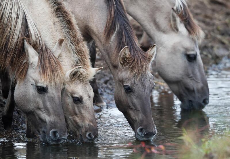 Wild horses of the Konik breed, which were donated to Belarus as part of a programme to restore animals characteristic of the region, are seen in the republican landscape reserve "Nalibokskaya Pushcha", near the village of Rum, Belarus.  Reuters