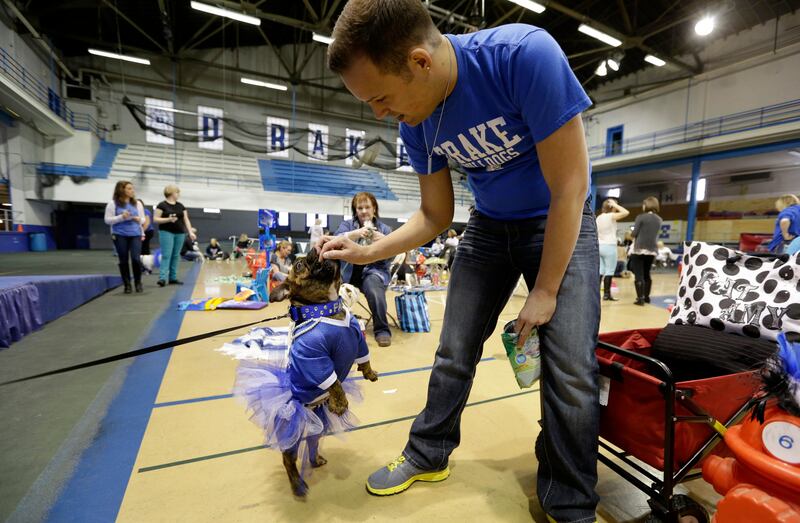 Dustin Reese, of Des Moines, Iowa, gives a treat to Fat Amy during the 34th annual Drake Relays Beautiful Bulldog Contest, Monday, April 22, 2013, in Des Moines, Iowa. The pageant kicks off the Drake Relays festivities at Drake University where a bulldog is the mascot. (AP Photo/Charlie Neibergall) *** Local Caption ***  Beautiful Bulldog.JPEG-05299.jpg