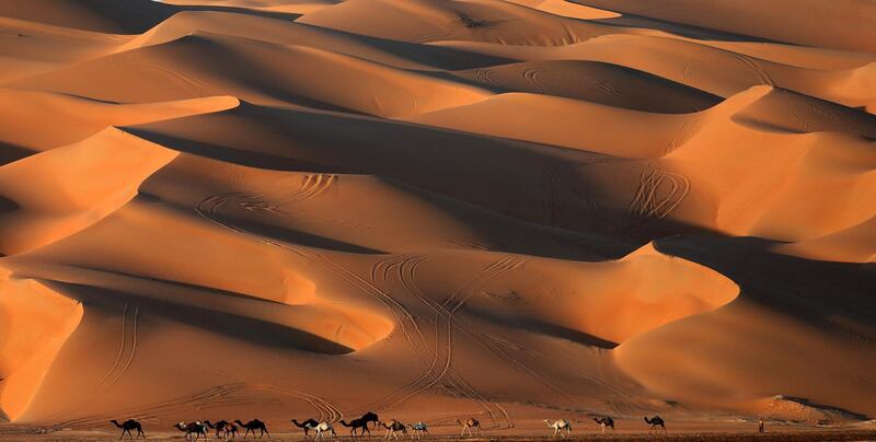 An Emirati man walks with his herd of camels. Karim Sahib / AFP Photo