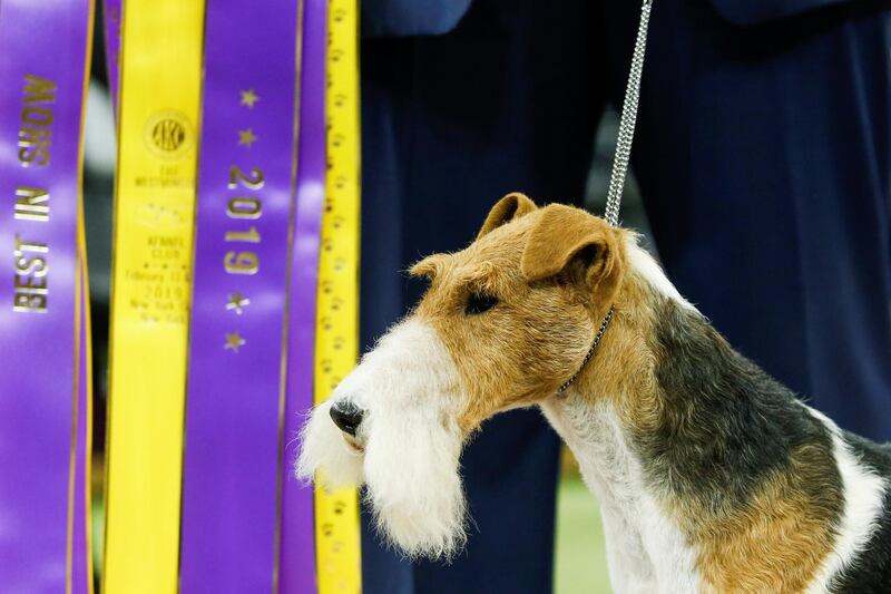 The top dog: A Wire Fox Terrier 'King' won the whole show. He took home the Best in Show group at the 143rd Westminster Kennel Club Dog Show in New York City. Photo: Reuters