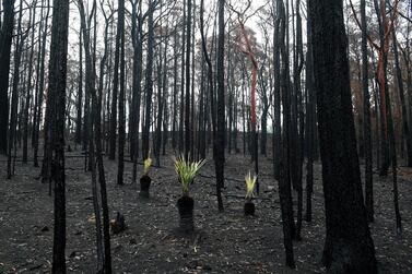 Plants grow back from the ashes of a bushfire-affected forest in Bilpin, Australia, 17 January 2020. EPA