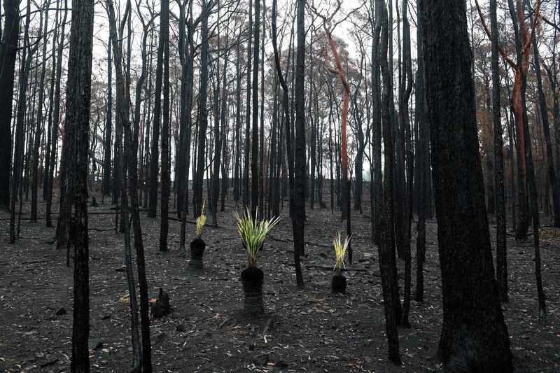 epa08134975 Plants grow back from the ashes of a bushfire-affected forest in Bilpin, Australia, 17 January 2020. The Gospers Mountain Fire reached the town of Bilpin on 21 December 2019.  EPA/DAN HIMBRECHTS NO ARCHIVING AUSTRALIA AND NEW ZEALAND OUT