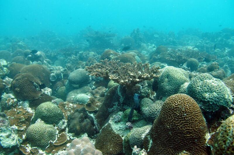 Coral bleaching in 2010 led to the loss of more than half of the acropora corals in Ras Ghanada, Abu Dhabi. Courtesy John Burt