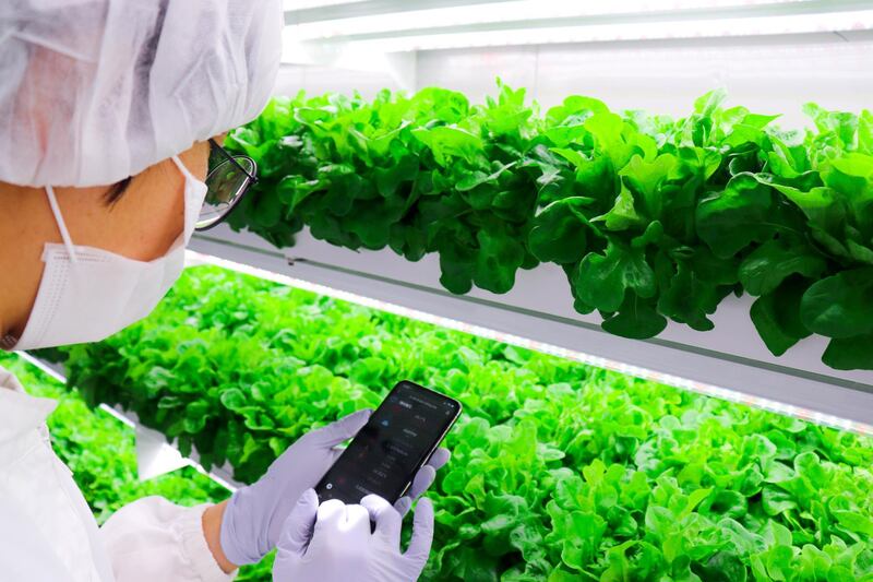 Farming via smartphone in Abu Dhabi. Courtesy Smart Acres