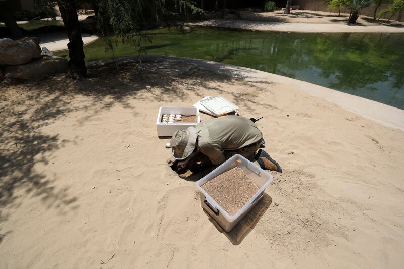 Crocodile keeper Notice Ncube gathers eggs from a nest