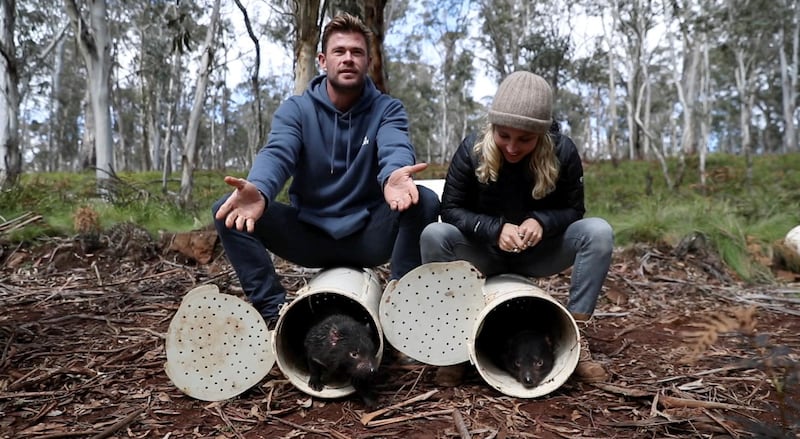Chris Hemsworth and wife Elsa Pataky release Tasmanian devils into the wild at Barrington Tops, Australia. Aussie Ark/Reuters