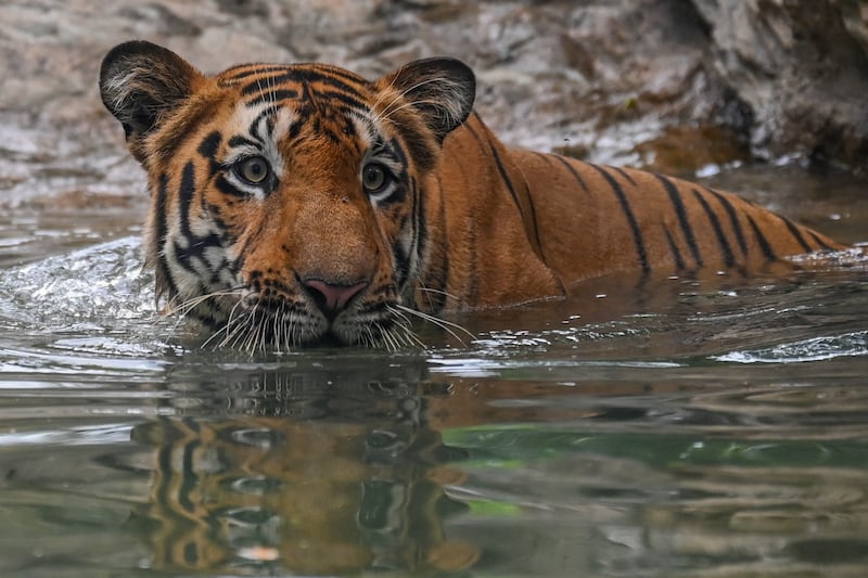 Shakti, a Bengal tiger, takes a dip at a zoo in Mumbai. AFP