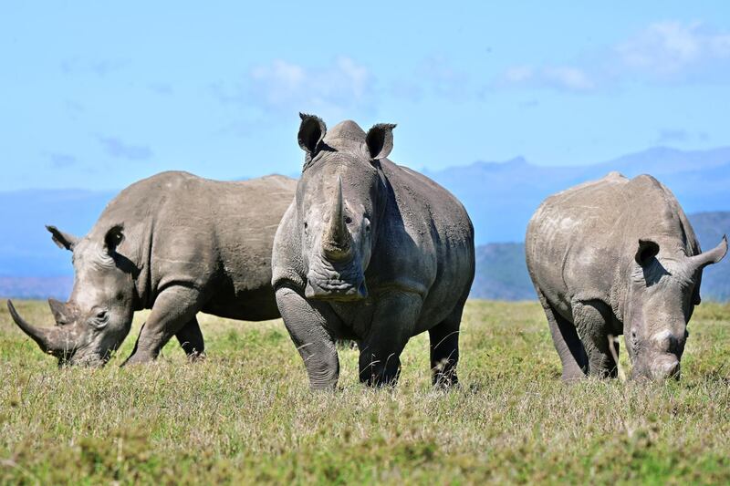 A picture taken on May 28, 2019 shows a trio of white rhinoceros grazing at Ol-Pejeta conservancy at Laikipia's county headquarters, Nanyuki. - Ol-Pejeta, a private conservancy on Kenya's Laikipia plateau that shelters, among other endangered giants, the only two northern white rhinos left anywhere on earth, launched what it calls the world's first wildlife tech lab, that develops the latest technological weaponry to combat poaching. (Photo by TONY KARUMBA / AFP)