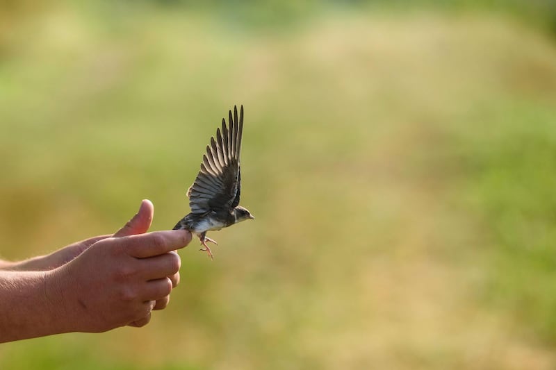 A Hungarian Ornithological and Nature Conservation Society volunteer releases a ringed sand martin, near Nemti. EPA