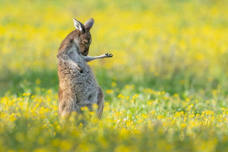 A grey kangaroo in Perth, Australia. Jason Moore / Comedywildlife