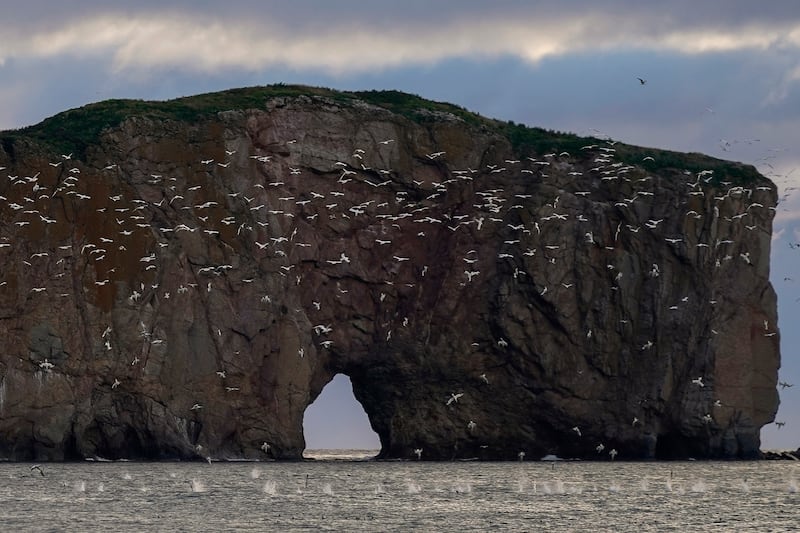 Northern gannets dive for fish near Perce Rock just after sunrise in Perce, Quebec, Canada, on Sept.  15, 2022.  Experts say there's little question that global warming is reshaping the lives of northern gannets by driving fish deeper into cooler waters and sometimes beyond their reach.  (AP Photo / Carolyn Kaster)