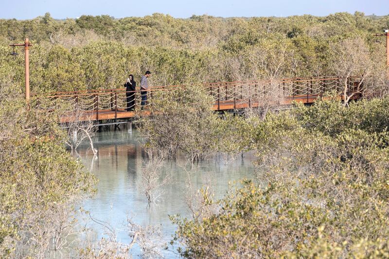 ABU DHABI, UNITED ARAB EMIRATES. 30 JANUARY 2020. The newly launched Mangrove Walk at Al Jubail Islandi. (Photo: Antonie Robertson/The National) Journalist: Janice Rodrigues. Section: National.

