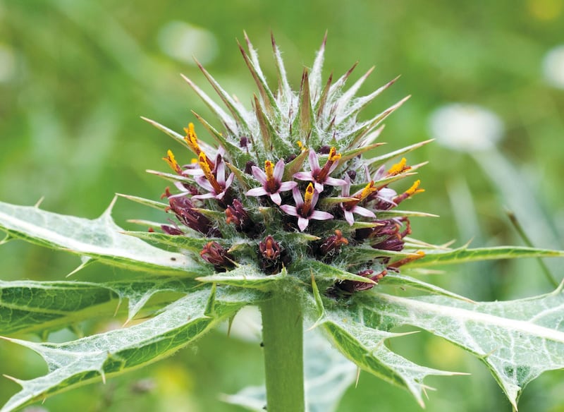 The thistle-like plant Akkoub grows in the eastern Mediterranean and Middle East. Courtesy RBG Kew